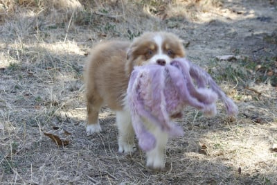 Les chiots de Berger Australien