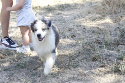 Les chiots de Berger Australien