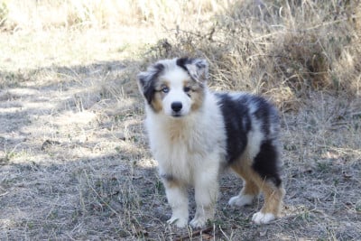 Les chiots de Berger Australien