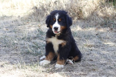 Les chiots de Bouvier Bernois