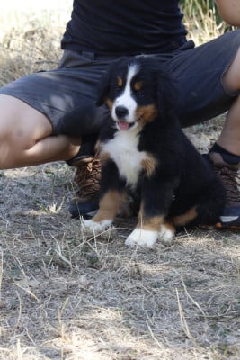Les chiots de Bouvier Bernois