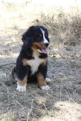 Les chiots de Bouvier Bernois