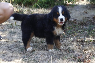 Les chiots de Bouvier Bernois