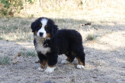 Les chiots de Bouvier Bernois