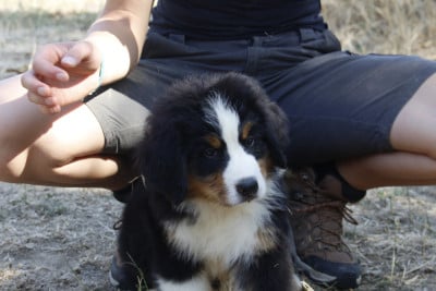 Les chiots de Bouvier Bernois