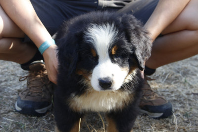 Les chiots de Bouvier Bernois
