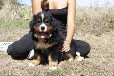 CHIOT 4 - Bouvier Bernois