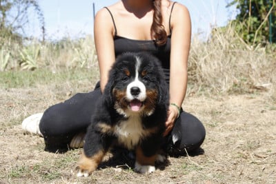 CHIOT 6 - Bouvier Bernois