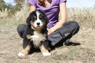 CHIOT 7 - Bouvier Bernois
