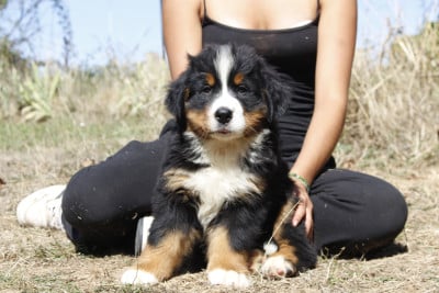 Les chiots de Bouvier Bernois
