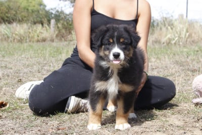 CHIOT 1 - Berger Australien