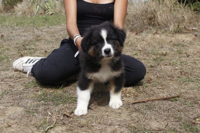 CHIOT 3 - Berger Australien