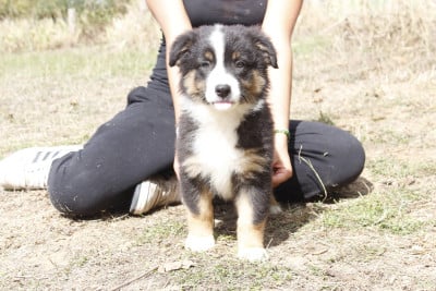CHIOT 5 - Berger Australien