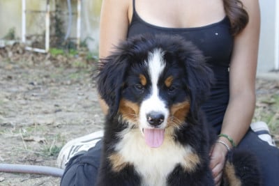 Les chiots de Bouvier Bernois