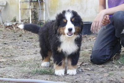 Les chiots de Bouvier Bernois