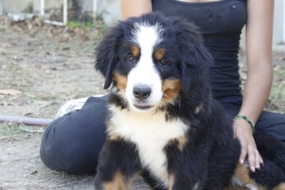 Les chiots de Bouvier Bernois