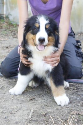 Les chiots de Bouvier Bernois