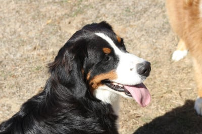 Les chiots de Bouvier Bernois