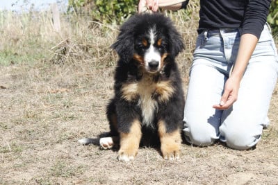 Les chiots de Bouvier Bernois