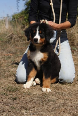 Les chiots de Bouvier Bernois