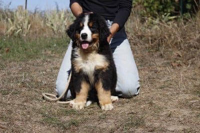 Les chiots de Bouvier Bernois