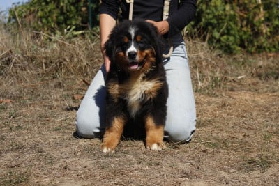 Les chiots de Bouvier Bernois