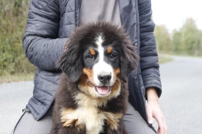 Les chiots de Bouvier Bernois