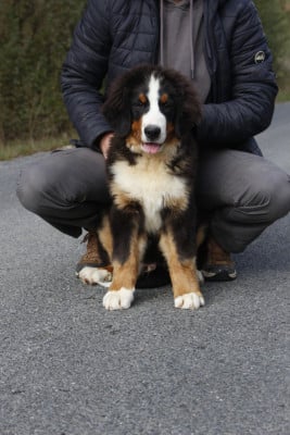 Les chiots de Bouvier Bernois