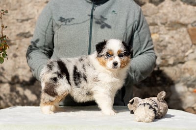 Les chiots de Berger Australien
