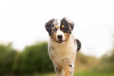 Les chiots de Berger Australien