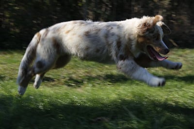 Les chiots de Berger Australien