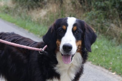 Les chiots de Bouvier Bernois