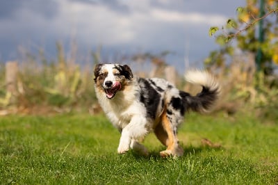Les chiots de Berger Australien