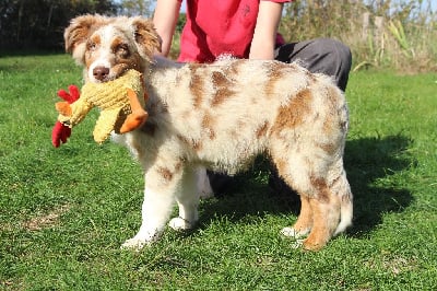 Les chiots de Berger Australien