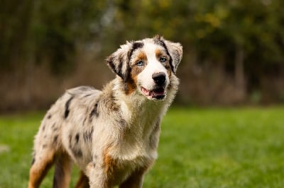 Les chiots de Berger Australien