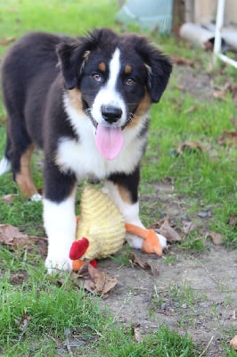 Les chiots de Berger Australien