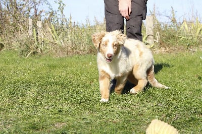Les chiots de Berger Australien