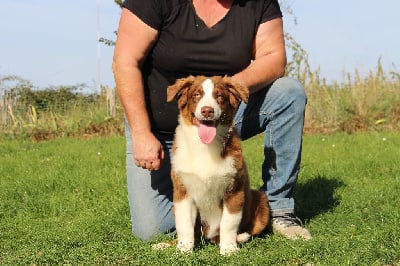 Les chiots de Berger Australien
