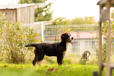 Les chiots de Bouvier Bernois
