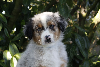 Les chiots de Berger Australien