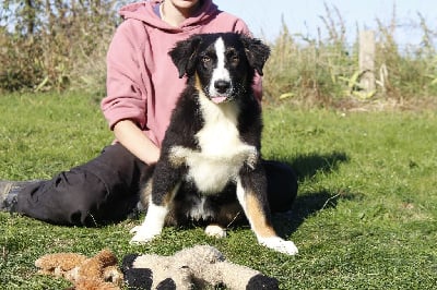 Les chiots de Berger Australien