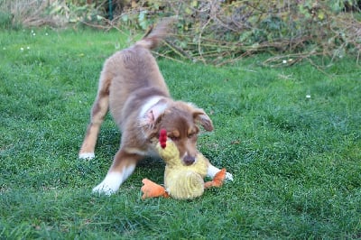 Les chiots de Berger Australien