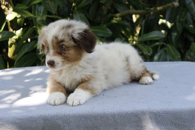 Les chiots de Berger Australien