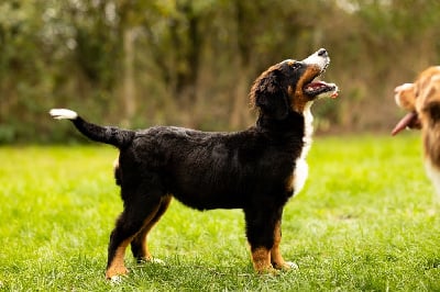 Les chiots de Bouvier Bernois