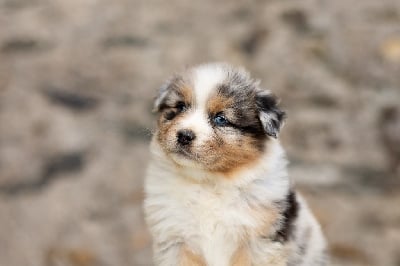 Les chiots de Berger Australien