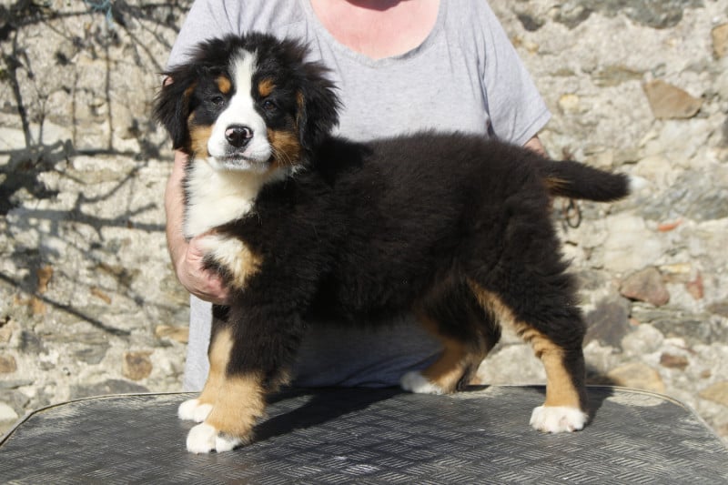 Bouvier Bernois - de la Vallée de l'Hyrome
