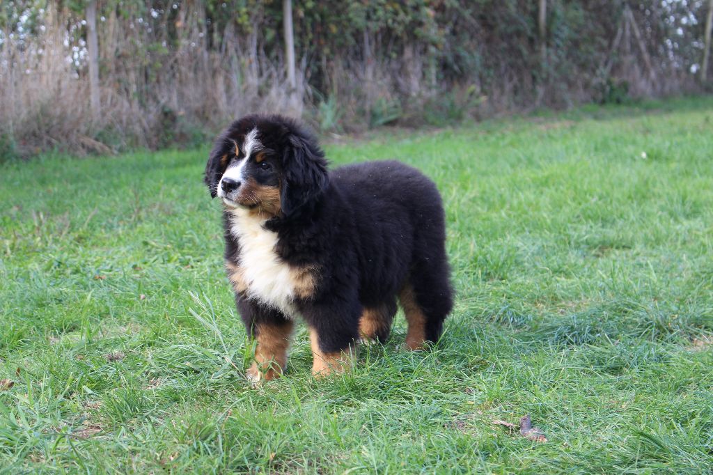 Bouvier Bernois - de la Vallée de l'Hyrome