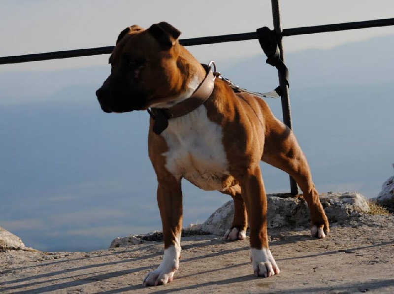 Publication : of Knightwood Oak Auteur : Brian