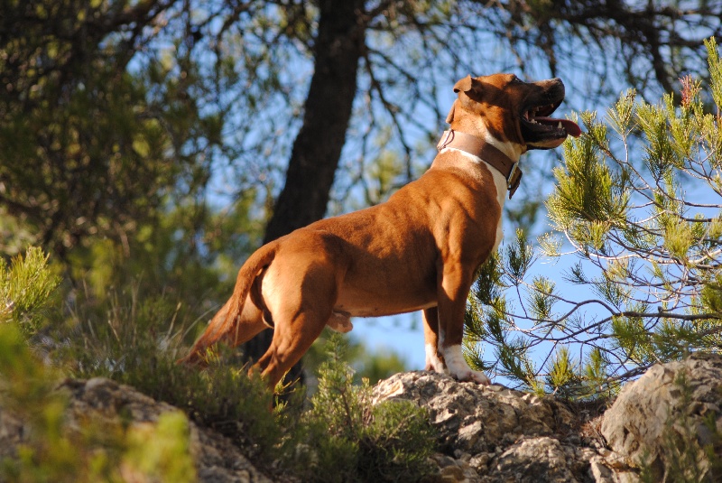 Publication : of Knightwood Oak Auteur : Brian