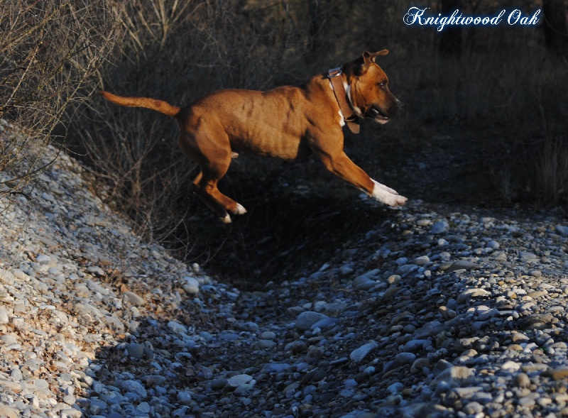 Publication : of Knightwood Oak Auteur : Brian